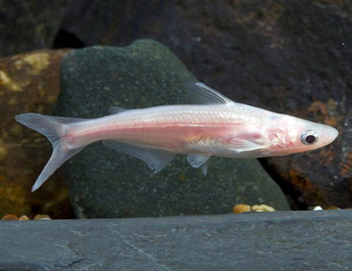 Albino iridescent sharks by Danaqua Live Fish & More