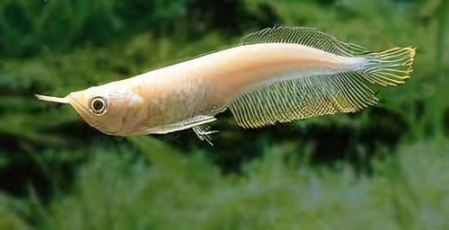 Albino Silver Arowana (Osteoglossum Bicirrhosum) by Danaqua Live Fish & More