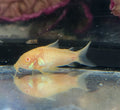 Aeneus Albino Cory (Corydoras aeneus var. albino) by Danaqua Live Fish & More