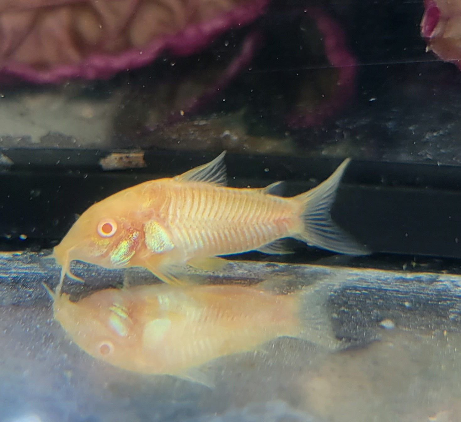 Aeneus Albino Cory (Corydoras aeneus var. albino) by Danaqua Live Fish & More