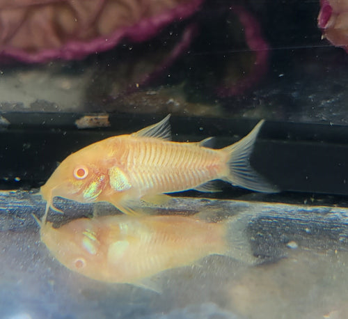 Aeneus Albino Cory (Corydoras aeneus var. albino) by Danaqua Live Fish & More
