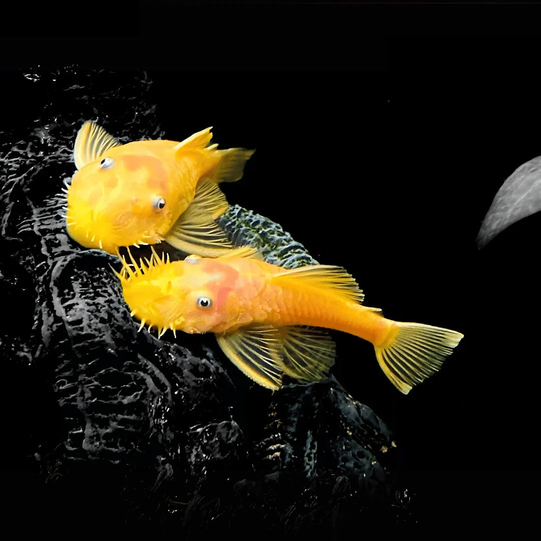 L144 Blue Eye Lemon Bristlenose Pleco (Ancistrus sp) by Danaqua Live Fish & More