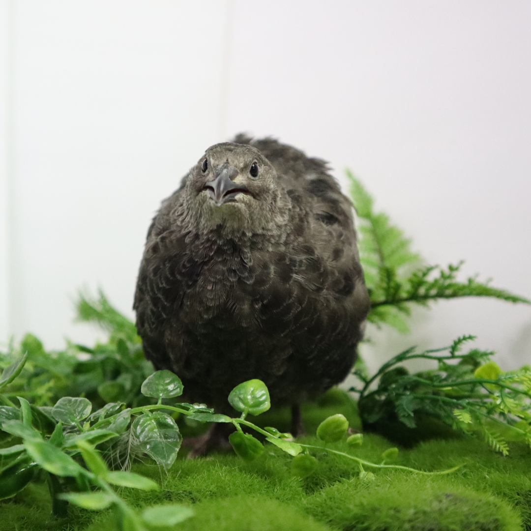 Black Quail Hatching Eggs - Pure Breed, Ideal for Aviary Hobbyists & Breeders by Quailz.com by Undique LLC