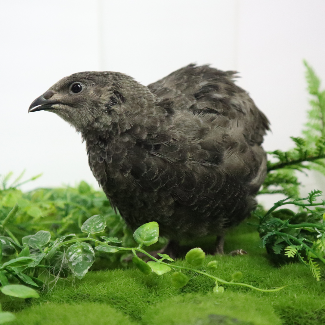 Black Quail Hatching Eggs - Pure Breed, Ideal for Aviary Hobbyists & Breeders by Quailz.com by Undique LLC
