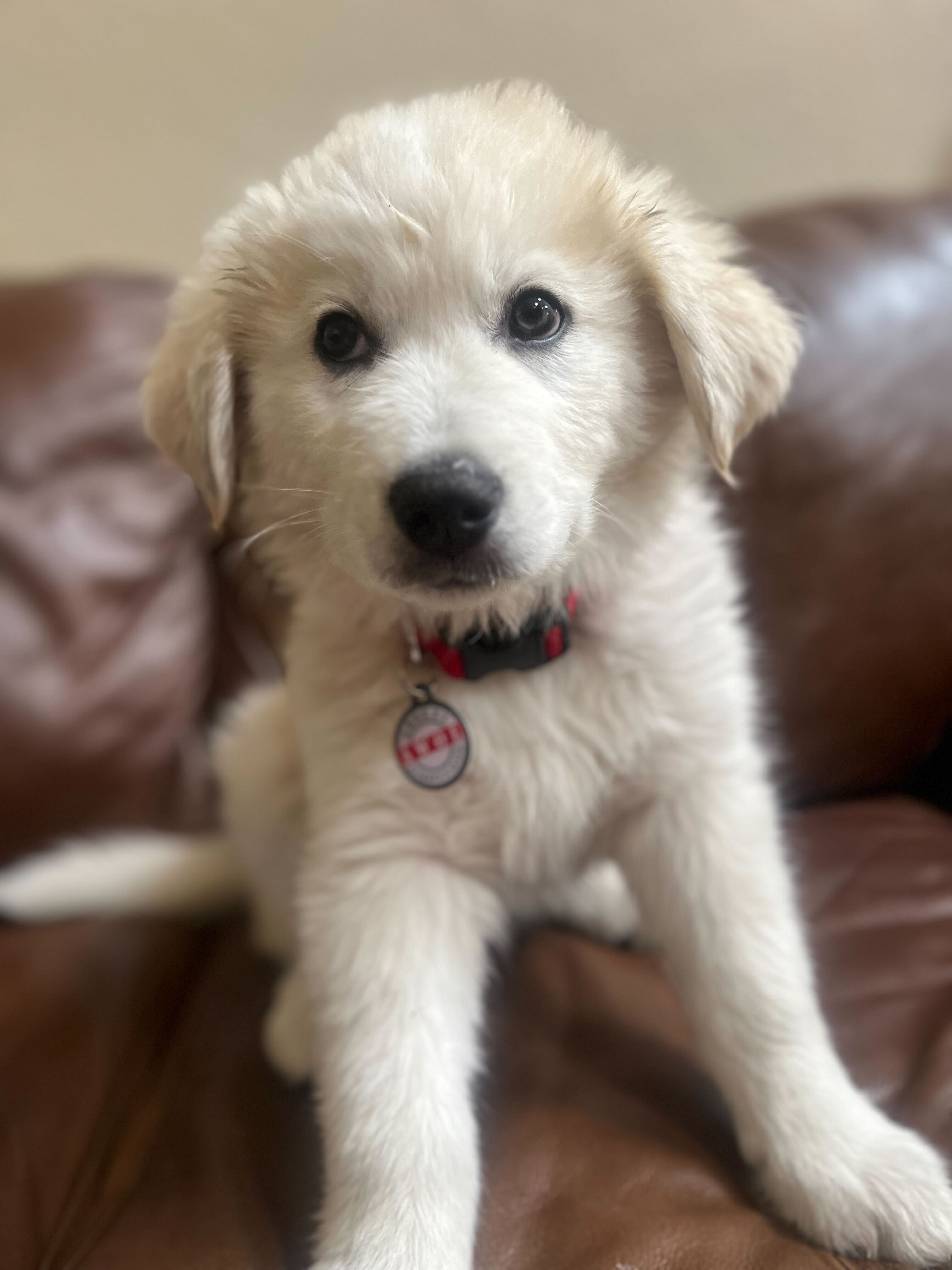 PetHub QR Pet ID Tag – Absent Without a Leash (AWOL) by PetHub