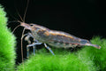 Amano shrimp by Danaqua Live Fish & More