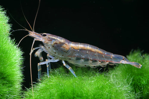 Amano shrimp by Danaqua Live Fish & More