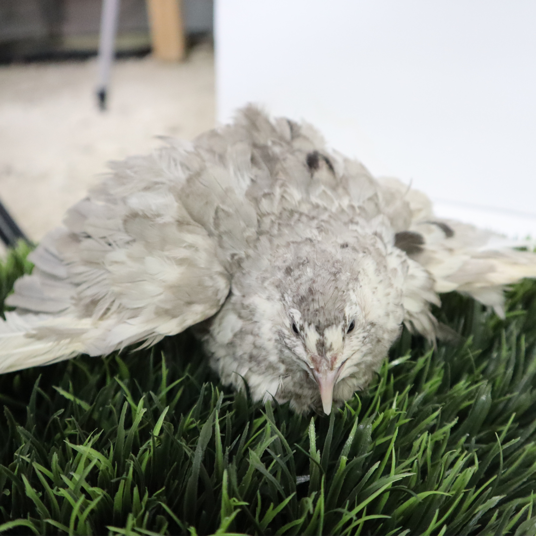 Andalusian Coturnix Quail Hatching Eggs by Quailz.com by Undique LLC