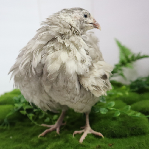 Andalusian Coturnix Quail Hatching Eggs by Quailz.com by Undique LLC
