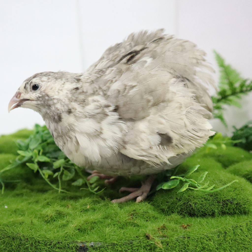 Andalusian Coturnix Quail Hatching Eggs by Quailz.com by Undique LLC