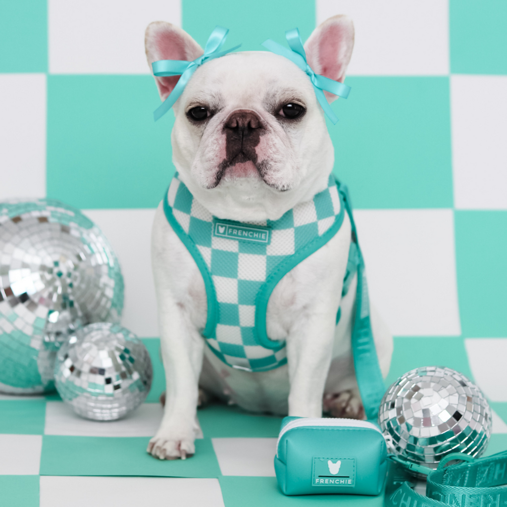 Frenchie Duo Reversible Harness - Solid Aqua by Frenchie Bulldog