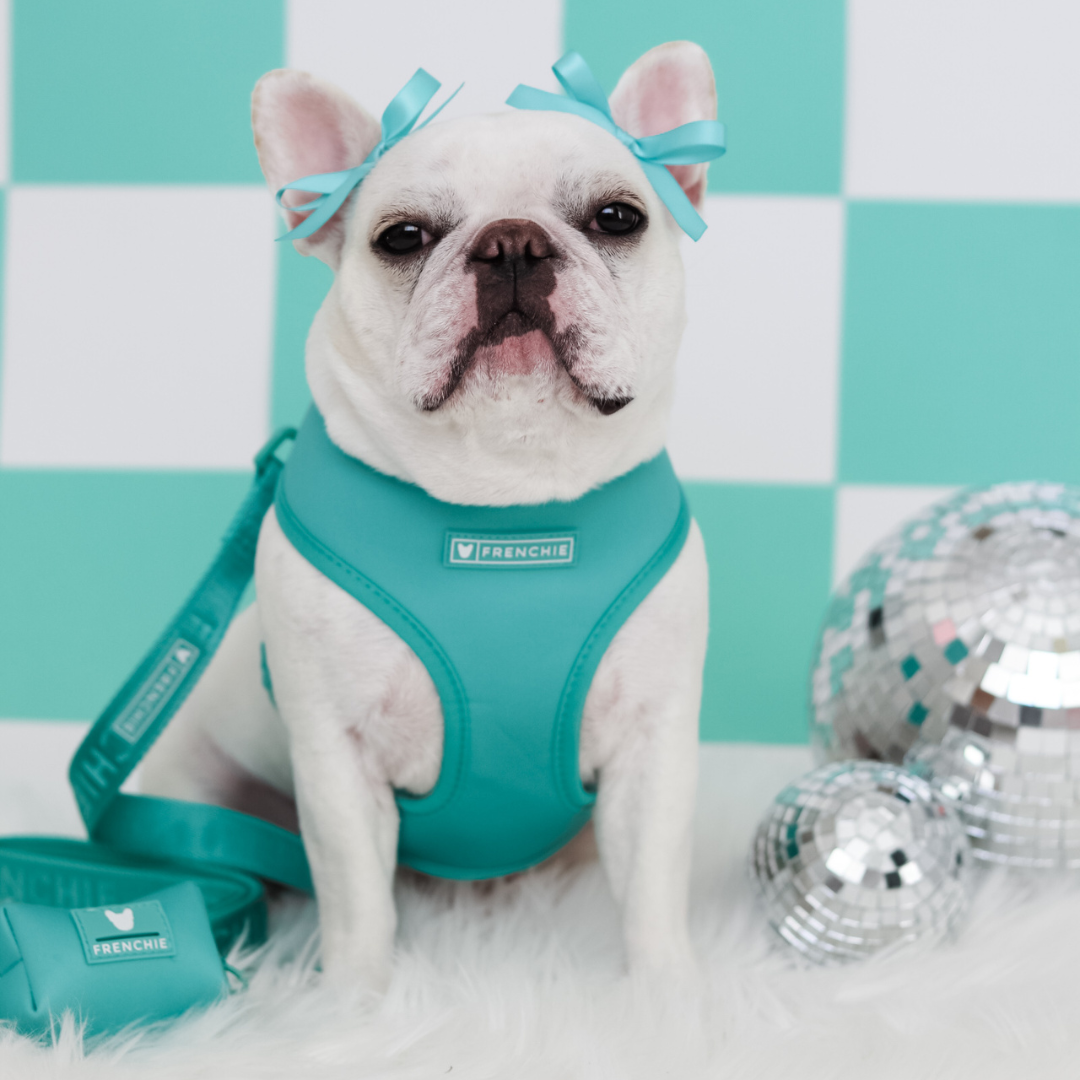 Frenchie Duo Reversible Harness - Solid Aqua by Frenchie Bulldog