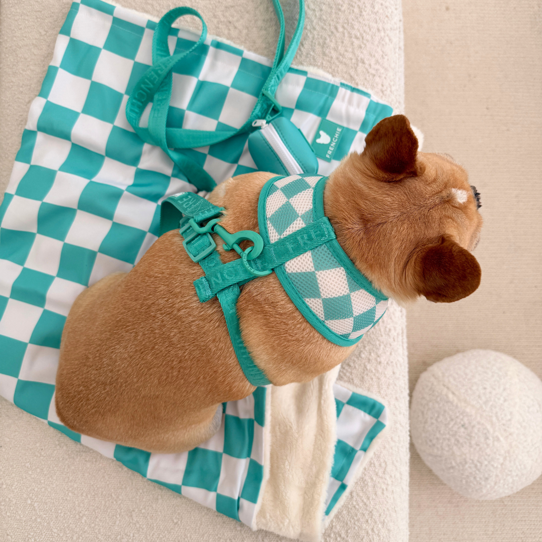 Frenchie Blanket - Aqua Checkered