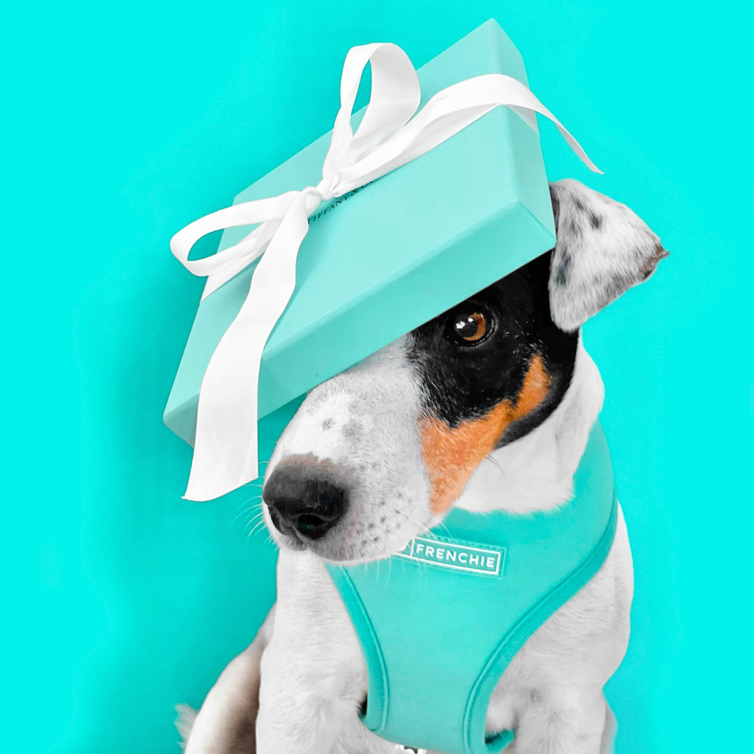Frenchie Duo Reversible Harness - Solid Aqua by Frenchie Bulldog