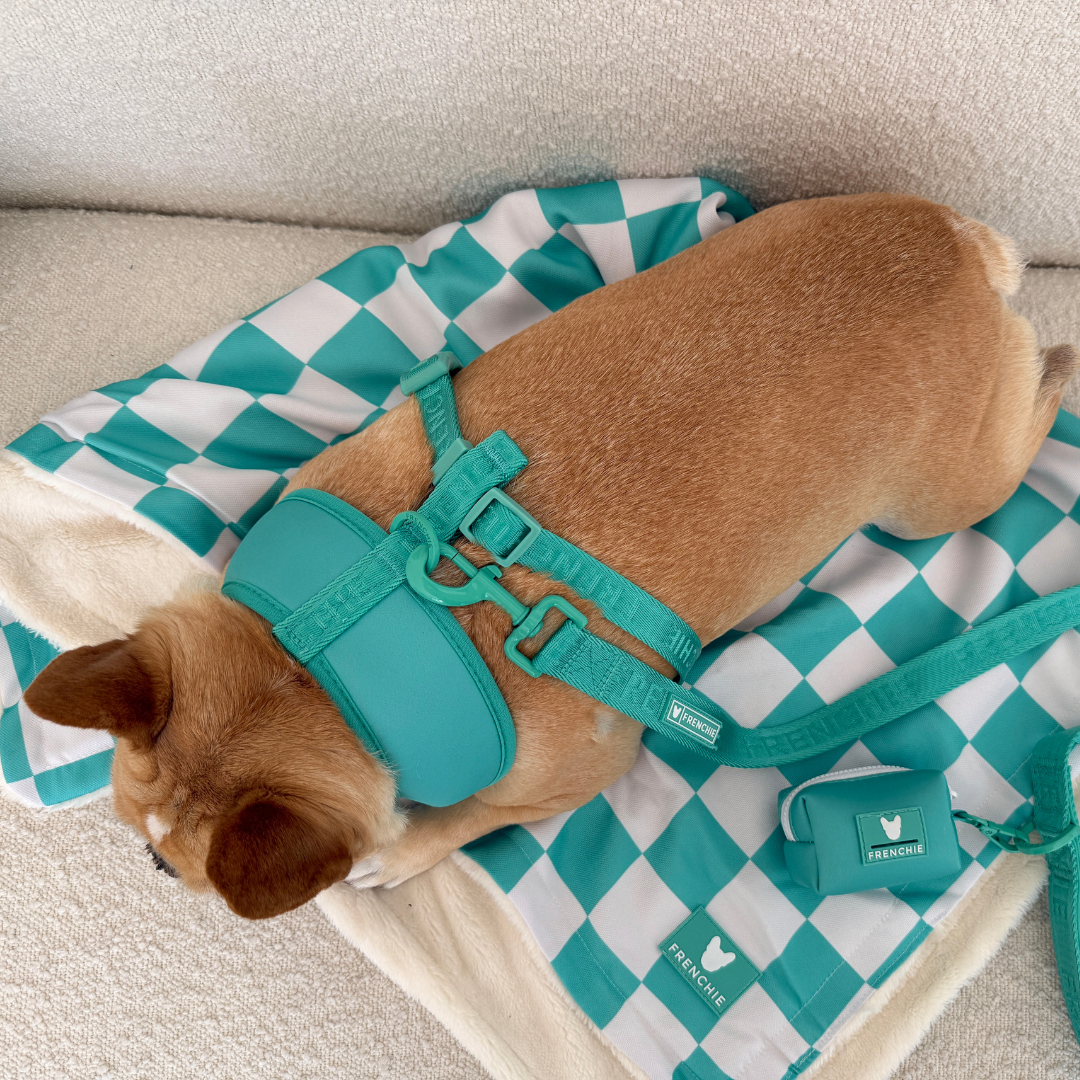 Frenchie Duo Reversible Harness - Solid Aqua by Frenchie Bulldog