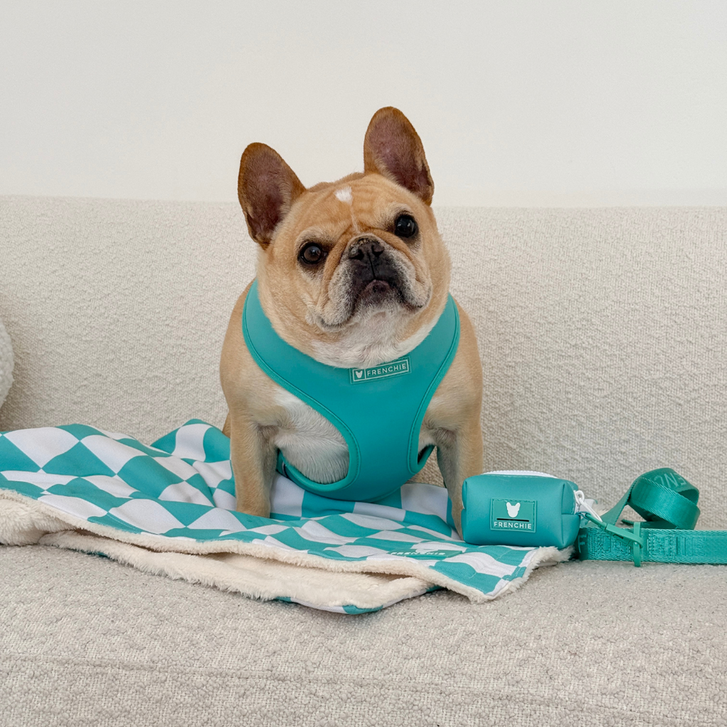 Frenchie Duo Reversible Harness - Solid Aqua by Frenchie Bulldog