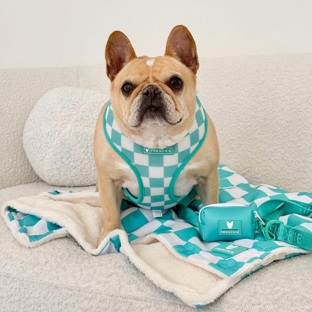 Frenchie Duo Reversible Harness - Solid Aqua by Frenchie Bulldog