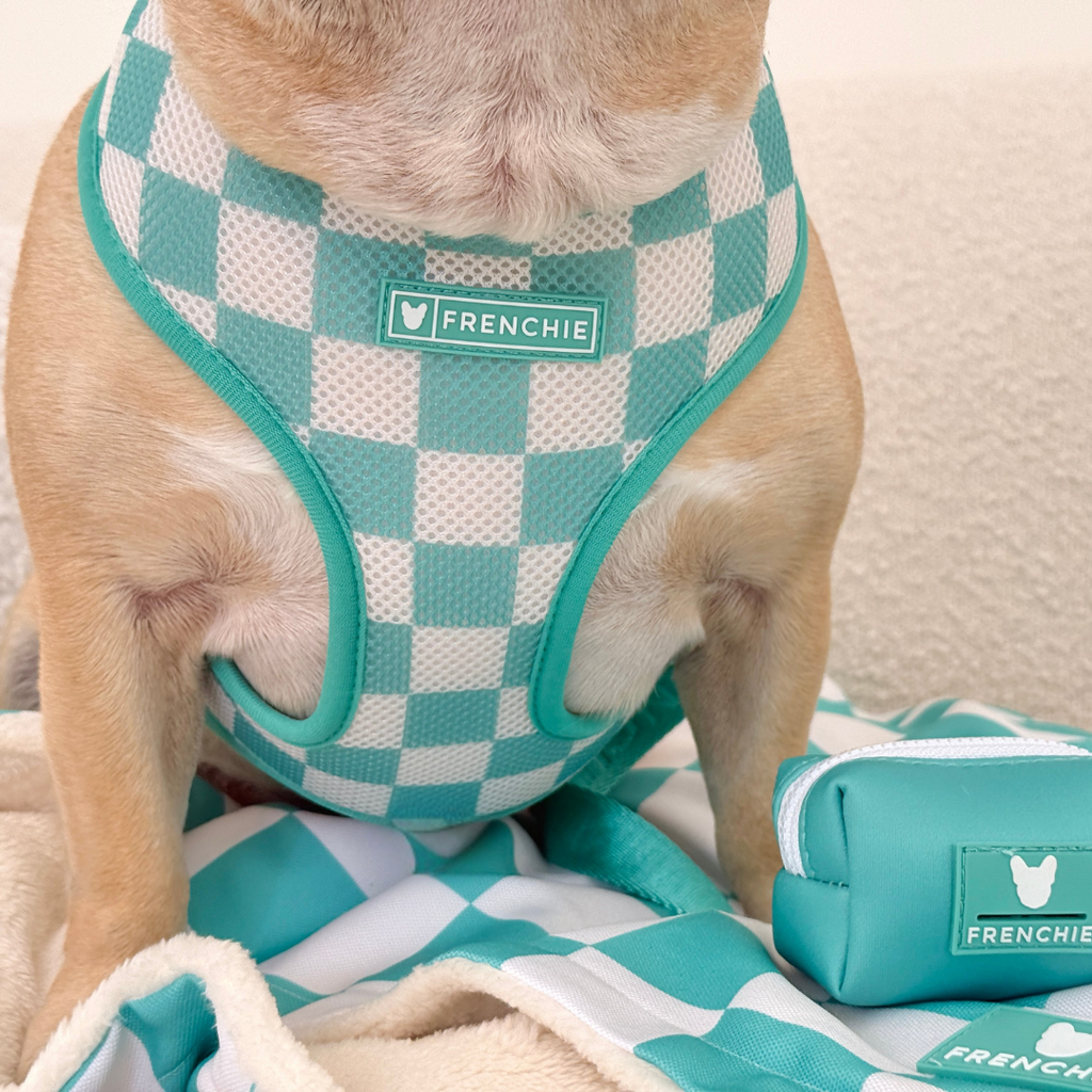 Frenchie Duo Reversible Harness - Solid Aqua by Frenchie Bulldog