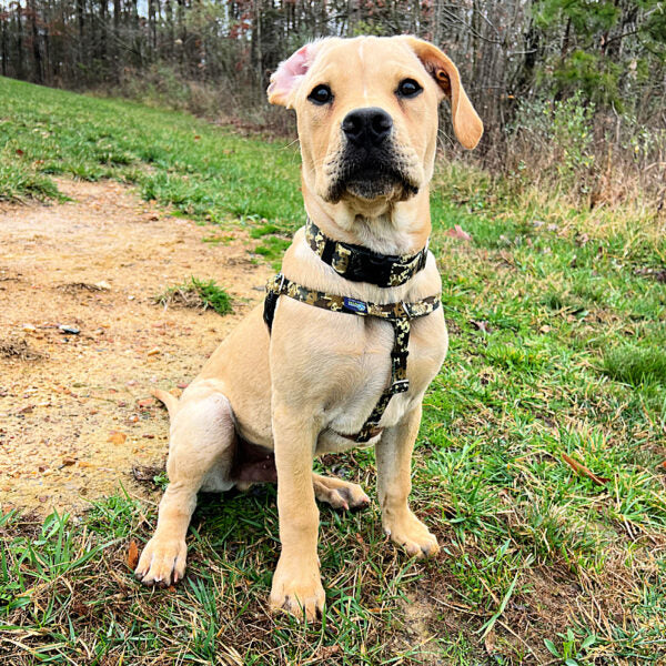 Archie Loves Mud Freedom No-Pull Dog Harness – EarthStyle by 2 Hounds Design