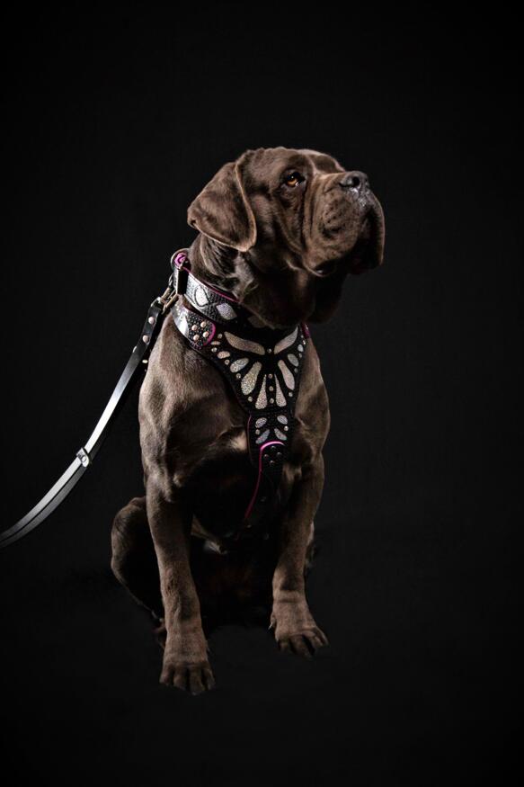 The ''Ariel'' harness by Bestia Dog Gear