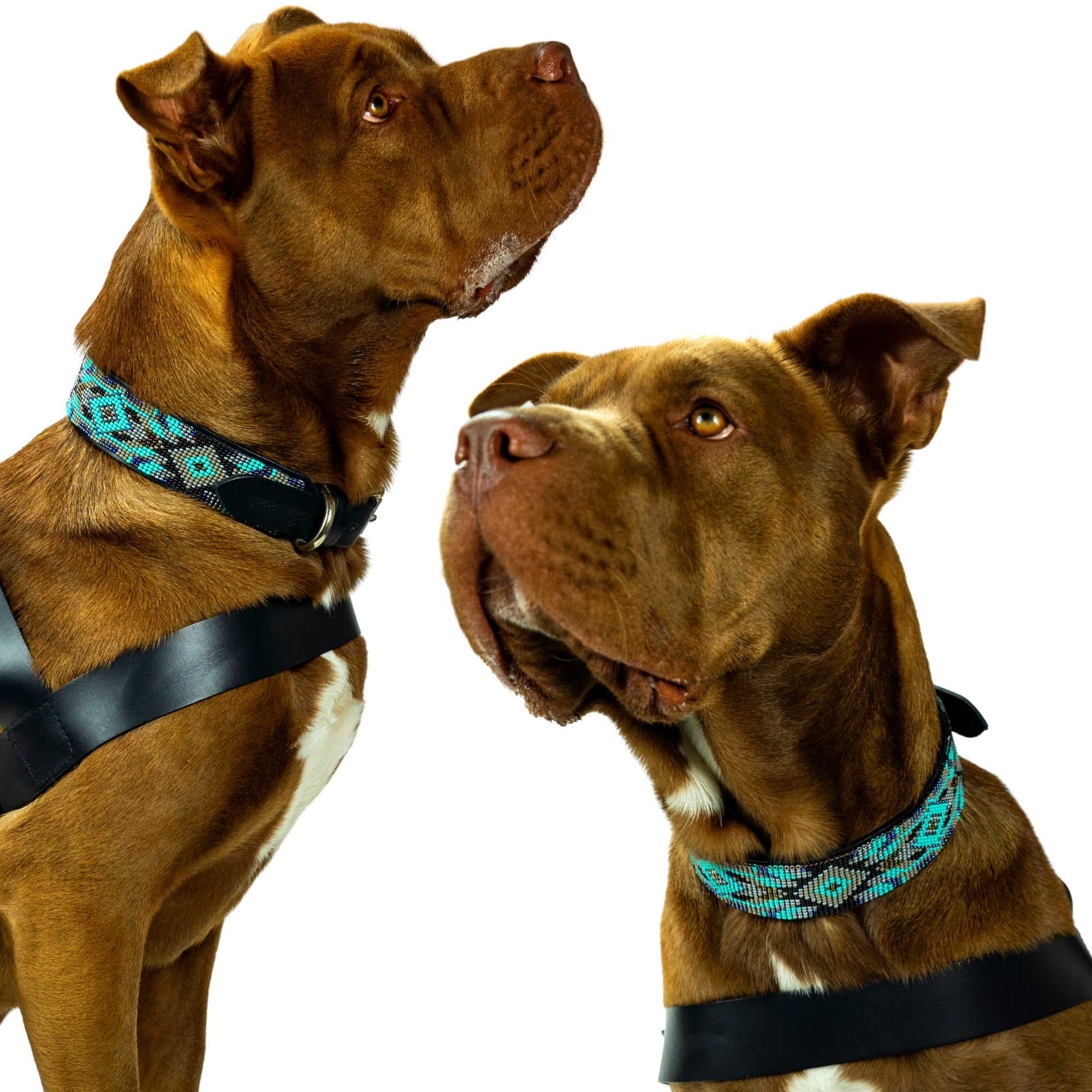 Aspen Sambboho dog collar (made to order) by Sambboho