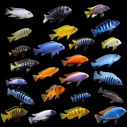 Assorted Elongatus Cichlid 2" by Danaqua Live Fish & More