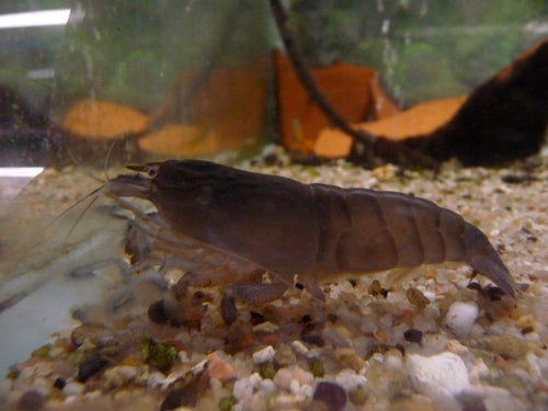 African Fan Shrimp by Danaqua Live Fish & More