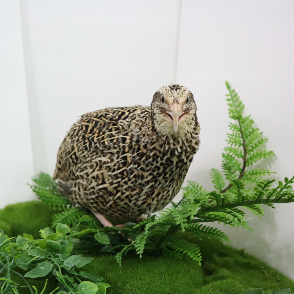 Autumn Sparkly Quail Hatching Eggs by Quailz.com by Undique LLC