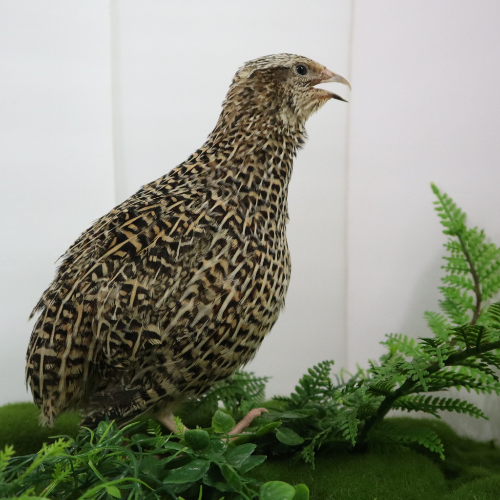 Autumn Sparkly Quail Hatching Eggs by Quailz.com by Undique LLC