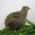 Autumn Sparkly Quail Hatching Eggs
