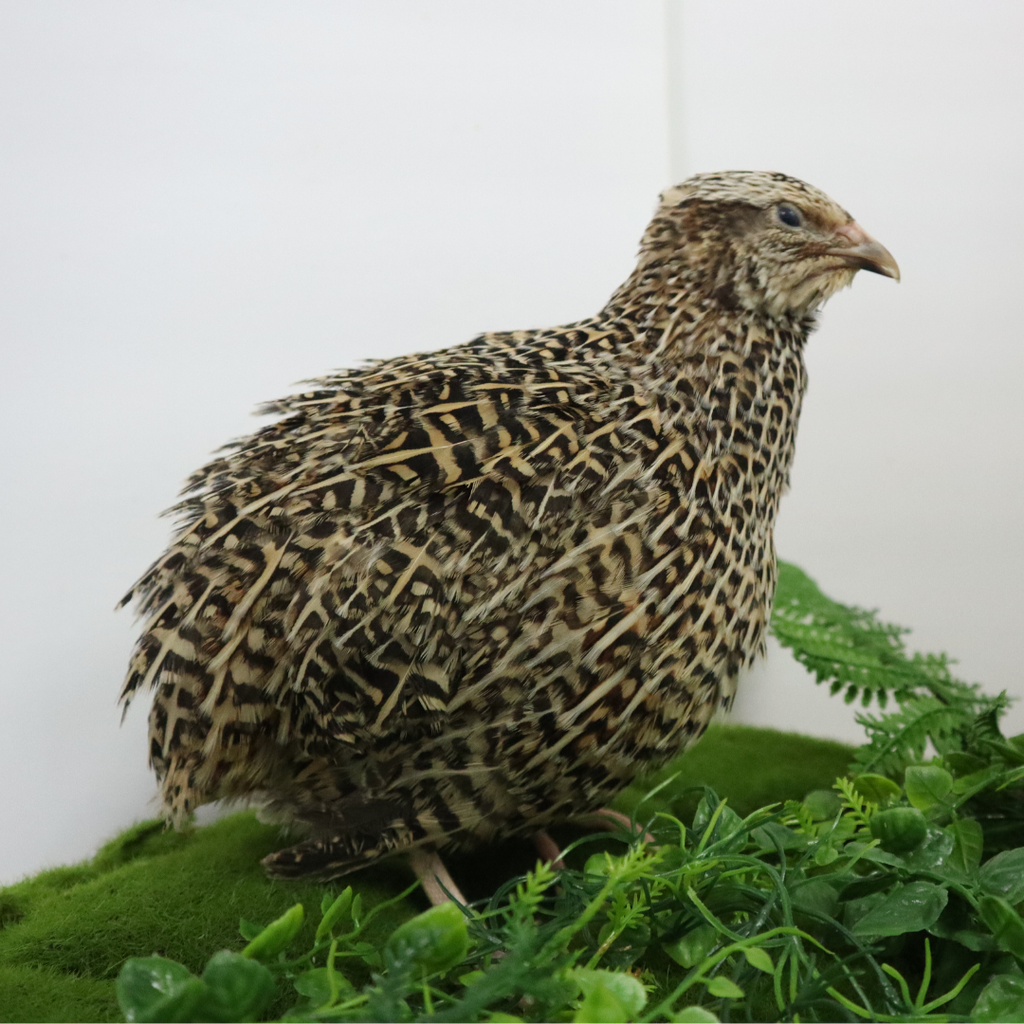 Autumn Sparkly Quail Hatching Eggs by Quailz.com by Undique LLC