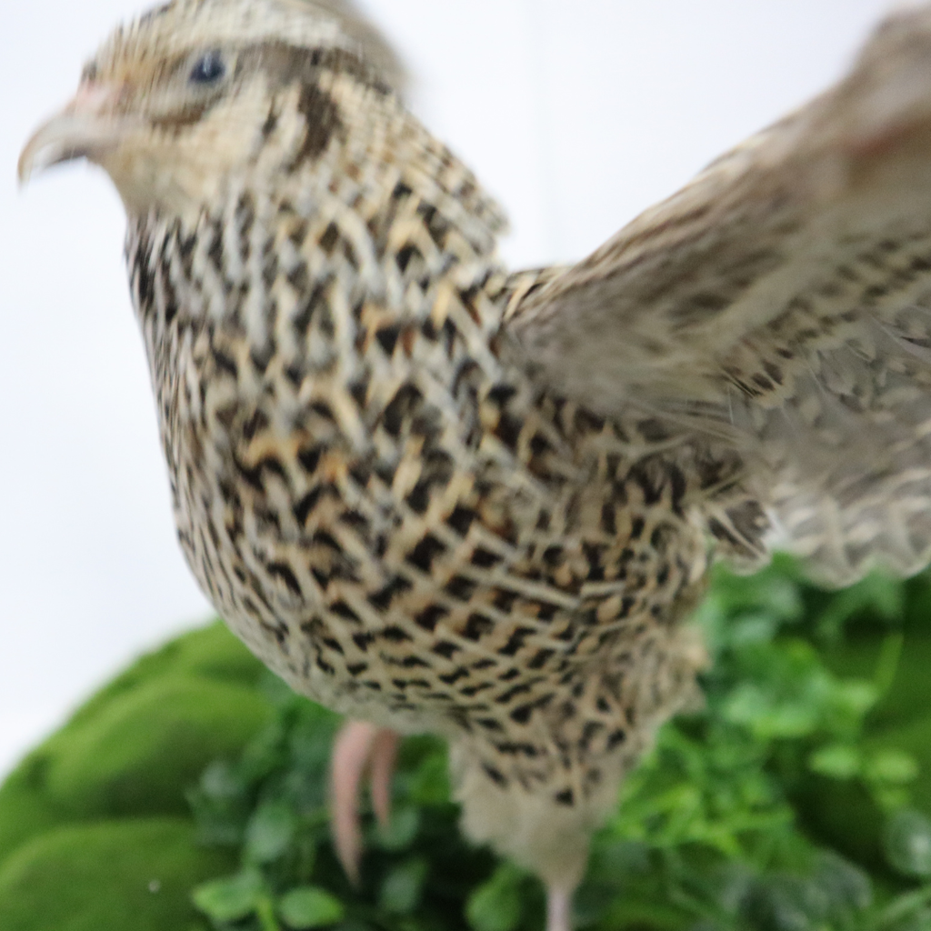 Autumn Sparkly Quail Hatching Eggs by Quailz.com by Undique LLC