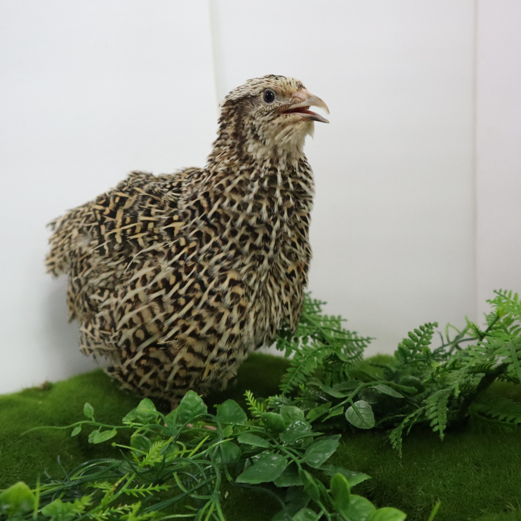 Autumn Sparkly Quail Hatching Eggs by Quailz.com by Undique LLC