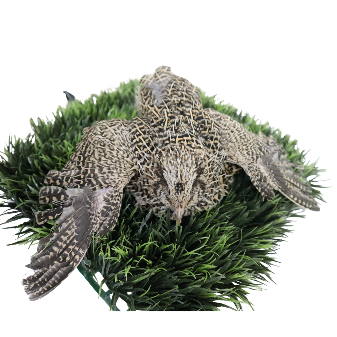 Autumn Sparkly Quail Hatching Eggs by Quailz.com by Undique LLC