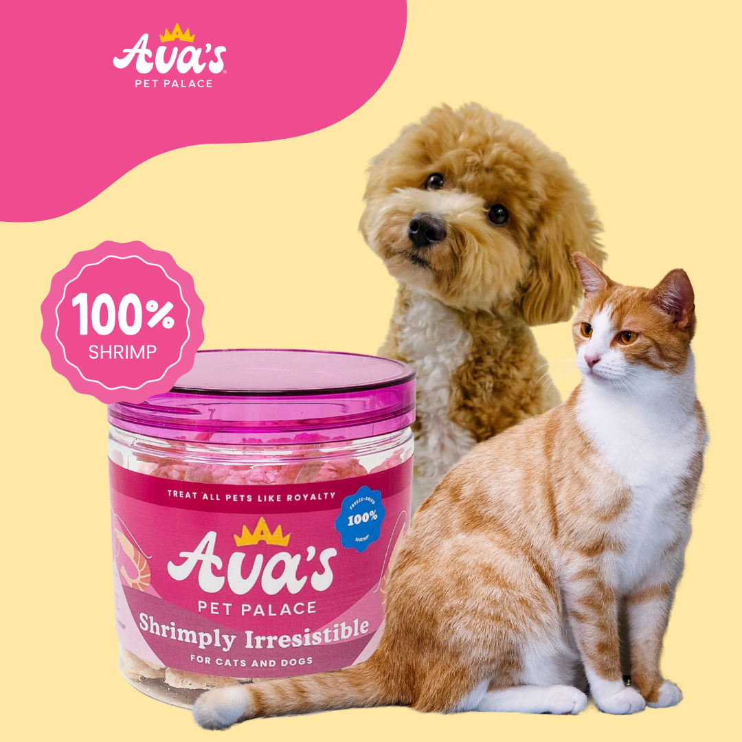 Freeze Dried Shrimp - Shrimply Irresistable