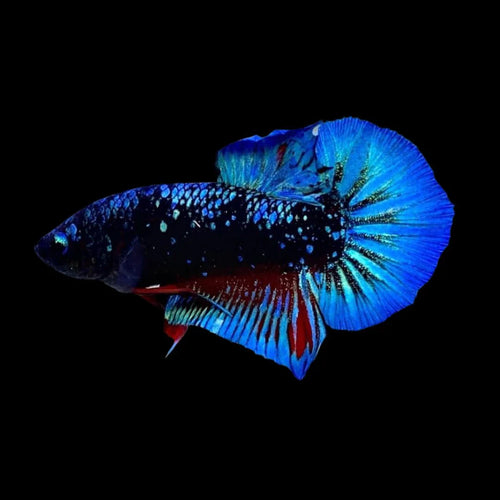 Avatar Betta Fish (Male) by Danaqua Live Fish & More