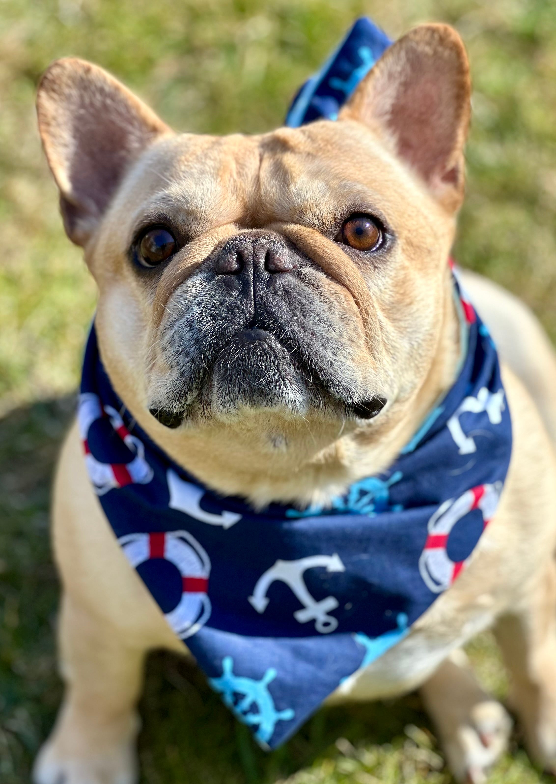 Nautical Dog Bandana New Arrivals by Happy Tails Outfitters