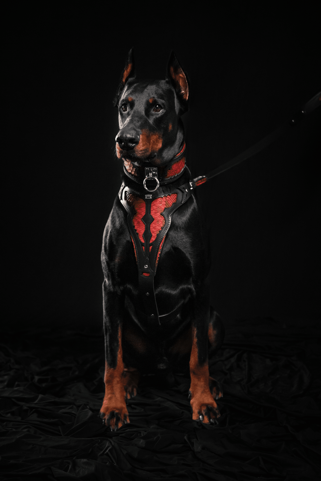 The ''Red Dragon'' harness by Bestia Dog Gear