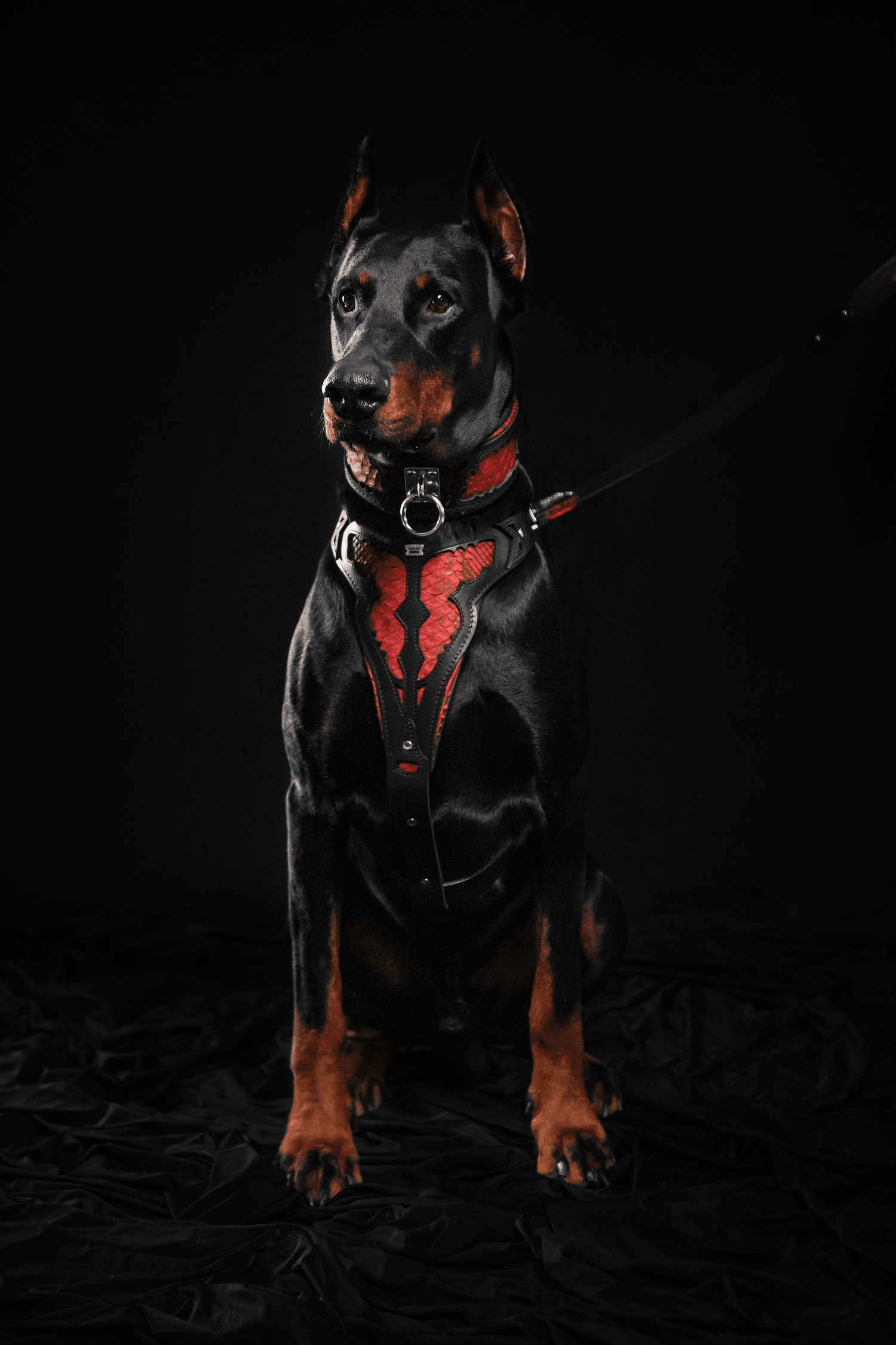 The ''Red Dragon'' leash by Bestia Dog Gear