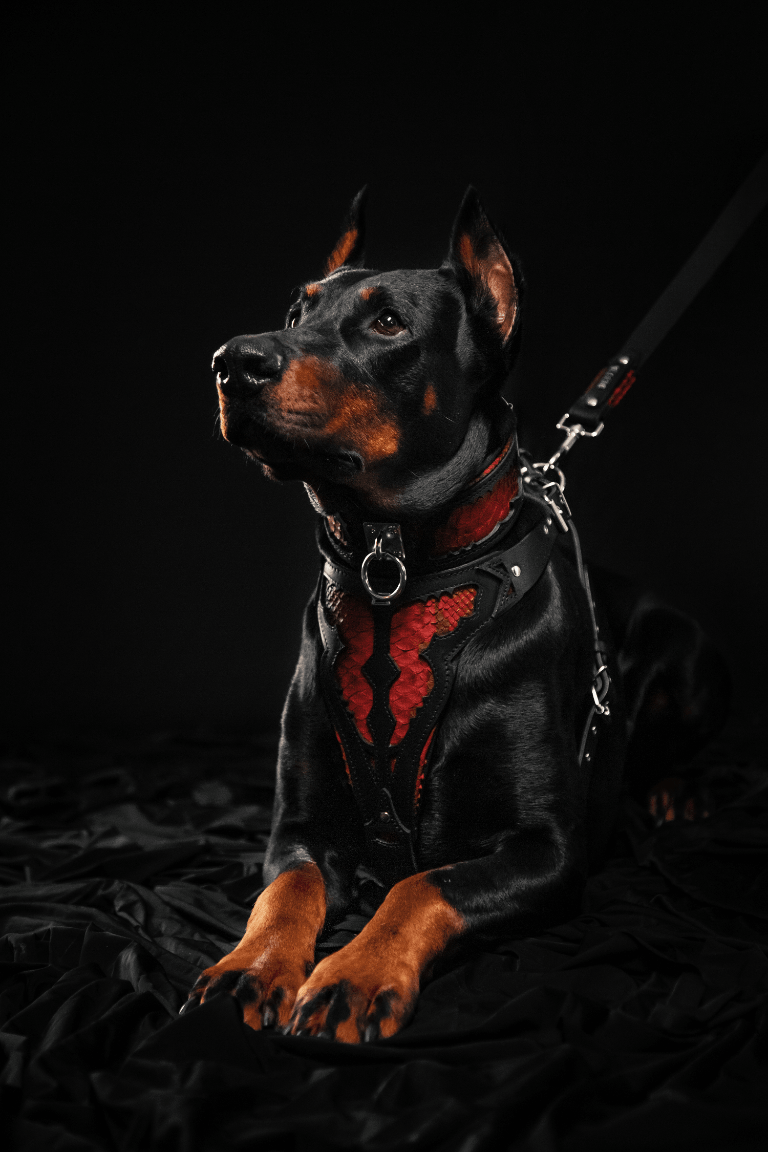 The ''Red Dragon'' collar by Bestia Dog Gear