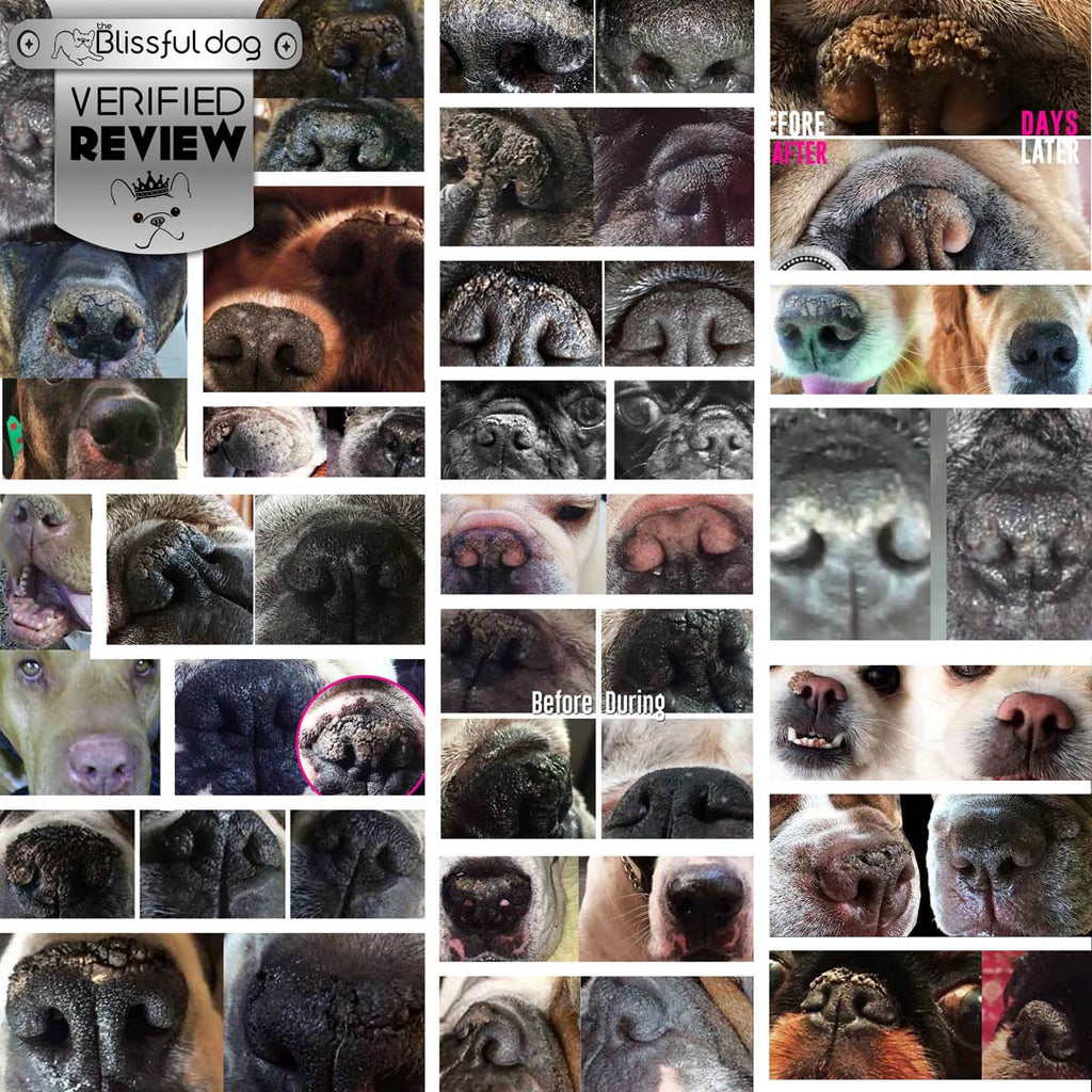 1 Dog Nose Butter For All Dogs by The Blissful Dog