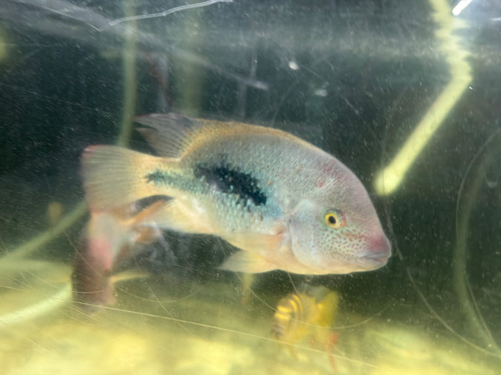 Fenestratus Cichlid (Vieja fenestrata) by Danaqua Live Fish & More