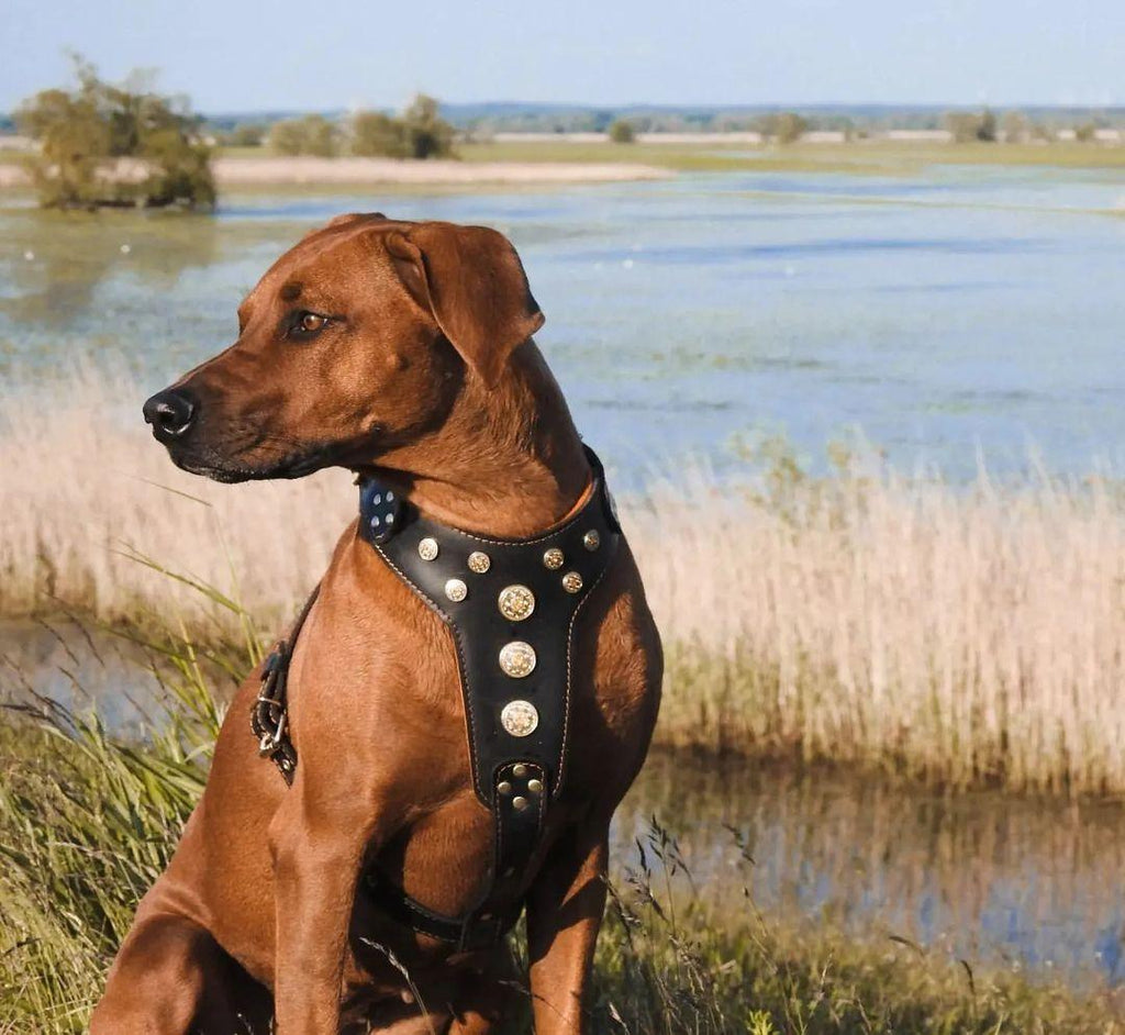 ''Bijou'' harness Black & Orange for big dogs by Bestia Dog Gear