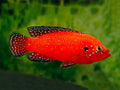 Turkana Jewel Cichlid (Rubricatochromis exsul) by Danaqua Live Fish & More