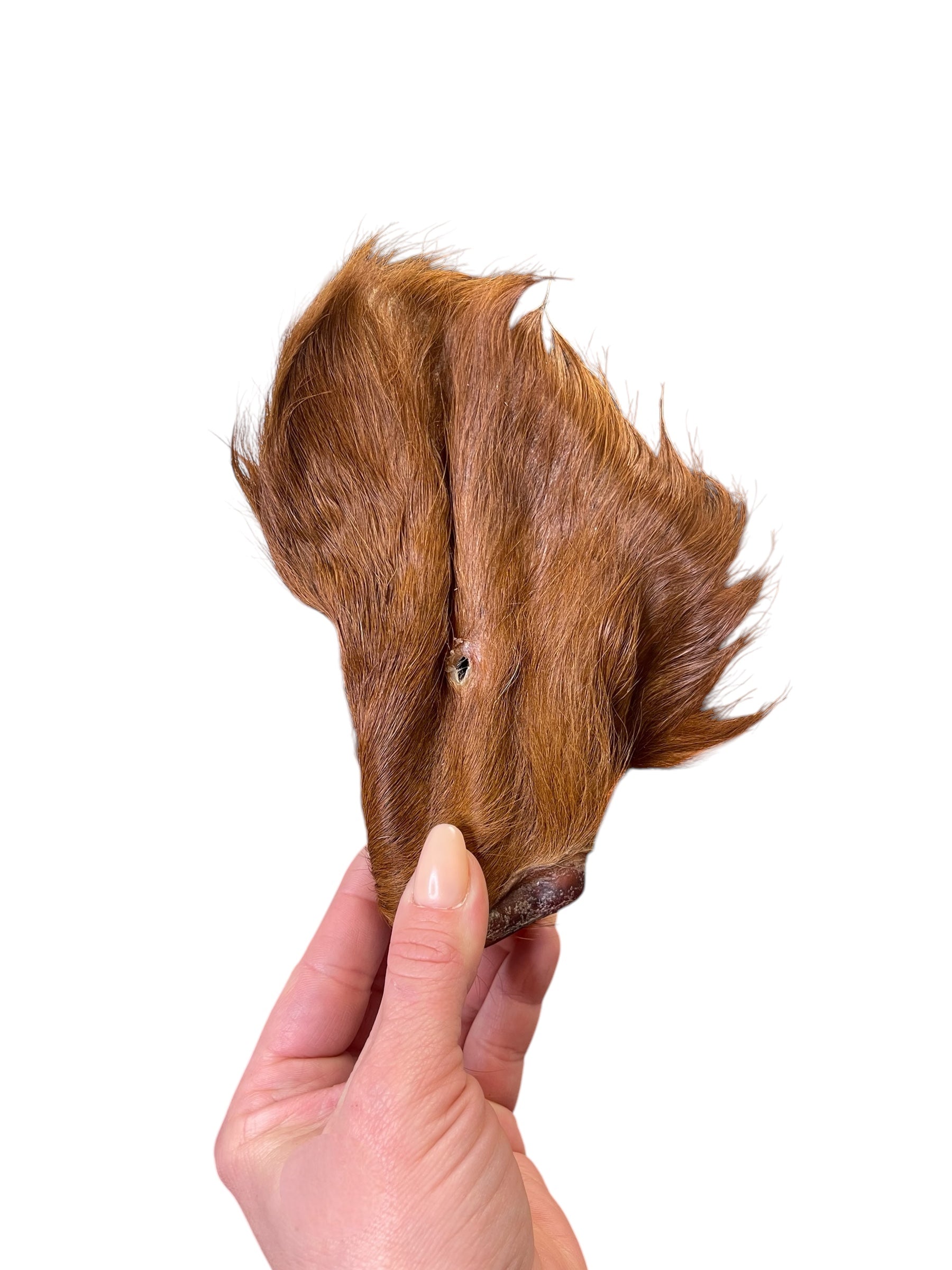 Dehydrated Beef Ears with Hair by Ancestral Raw Nutrition
