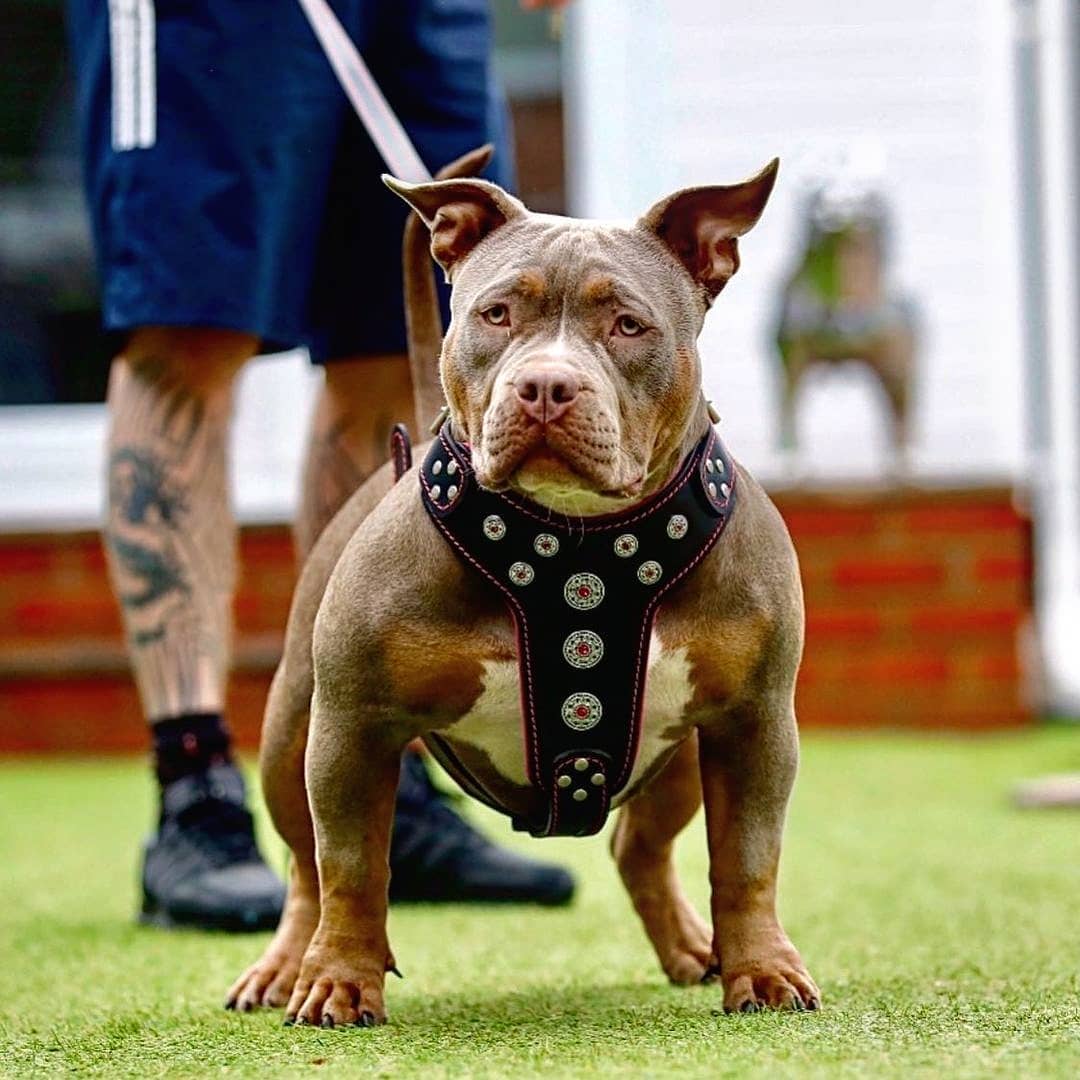 ''Bijou'' harness Black & Pink for big dogs by Bestia Dog Gear