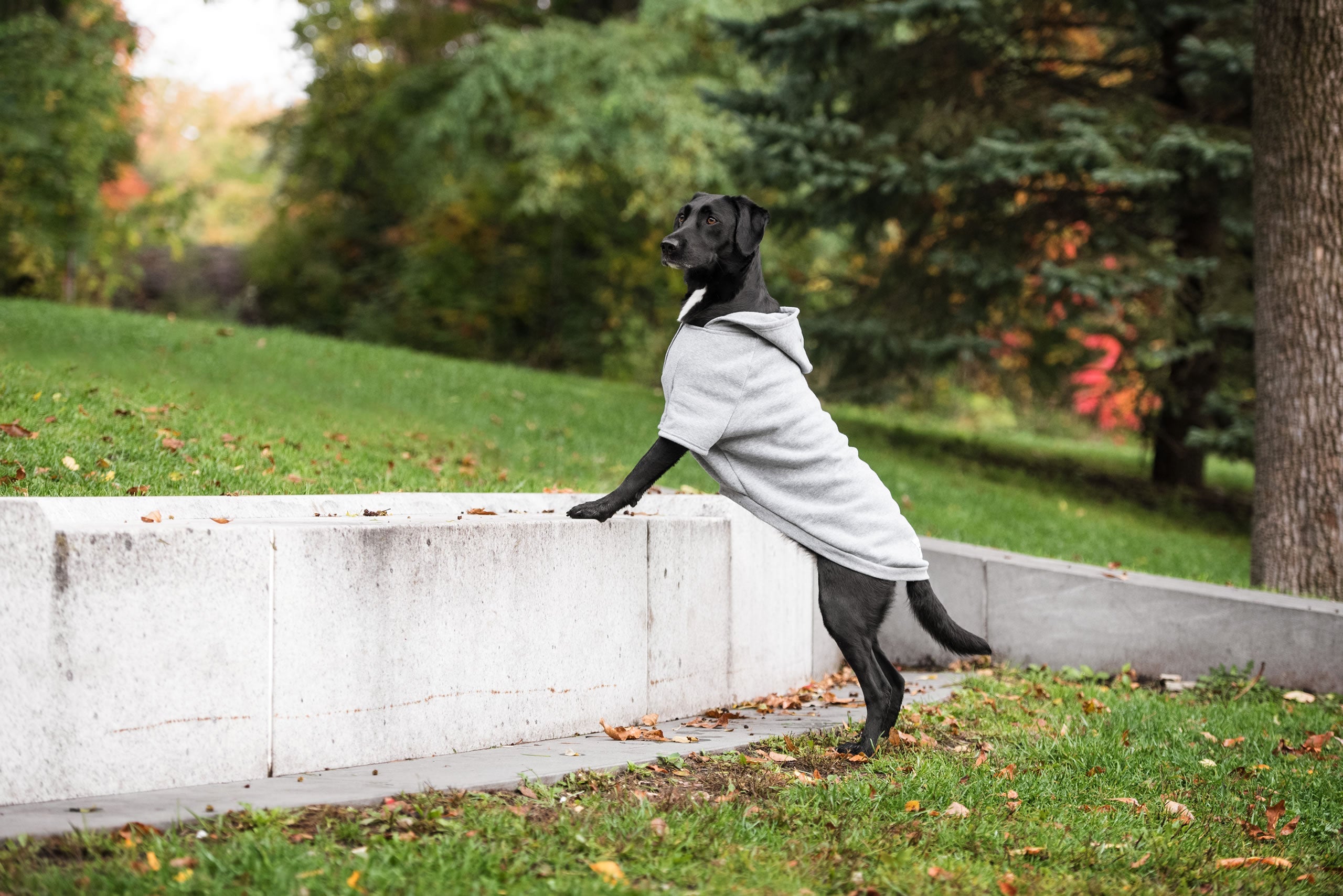 Brave Bark Hooded Dog Fleece - Heather Grey by GF Pet.us