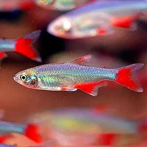 Bloodfin Tetra PACK OF 6 by Danaqua Live Fish & More