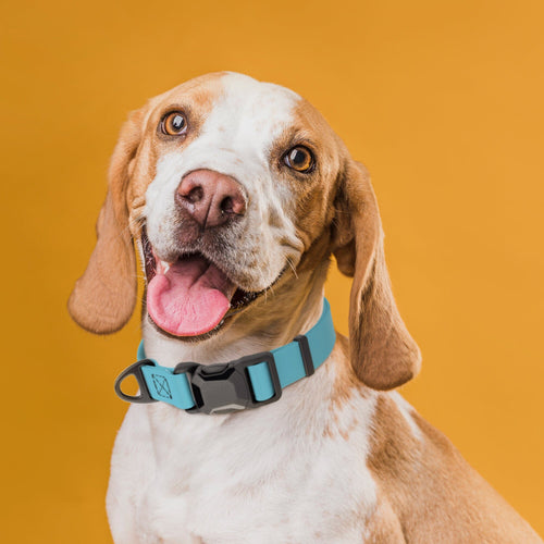 Biothane Waterproof Dog Collar with Magnetic Quick Release Buckle by Dogline