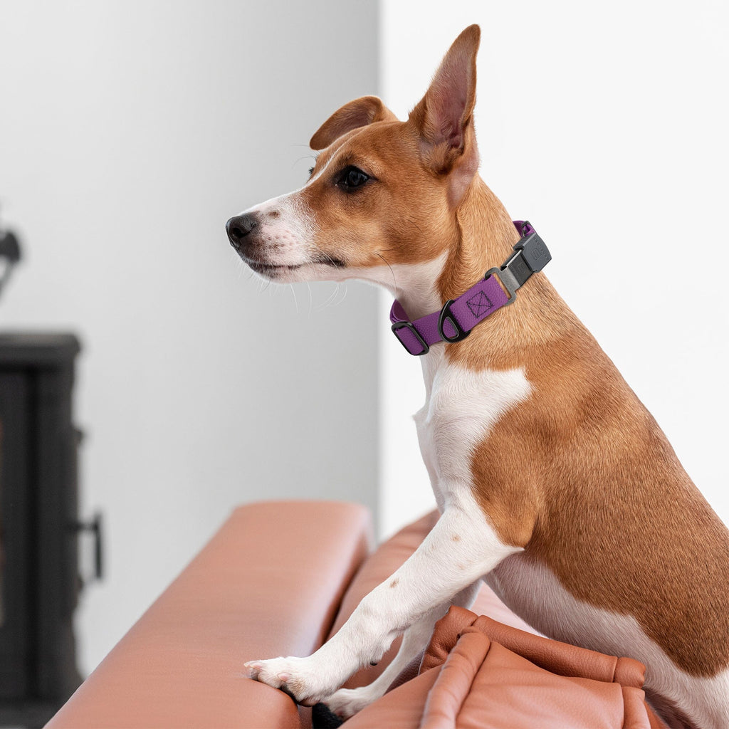 Dogline Pebble Emboss Biothane Dog Collar with Herm Sprenger Stainless Steel ClicLock Buckle by Dogline